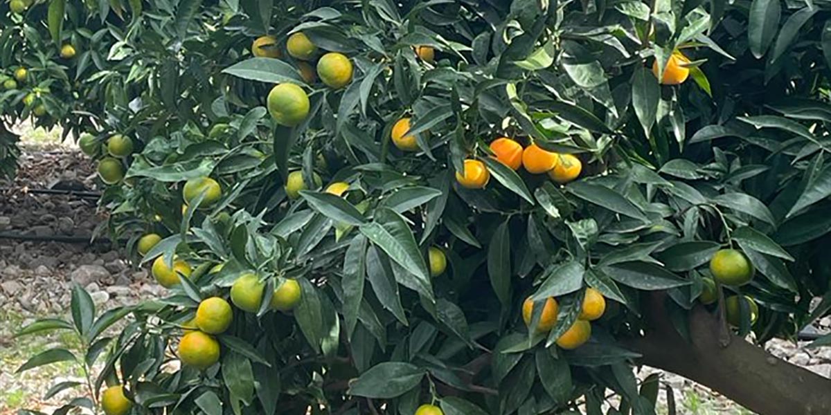 Clementine: settembre mese cardine per determinare la qualità